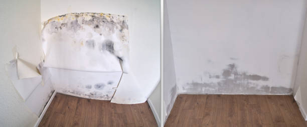 Carpet water damage restoration in Carterville, MO